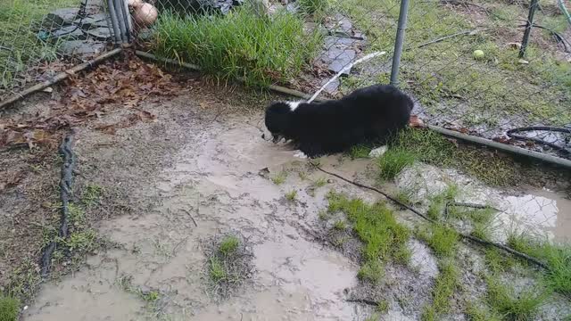 Australian Shepherd Ellie Playing With Garden Hose 4 Months Old