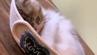 Funny and Cute Cats Videos #101 │ Gadis Sekarwangi