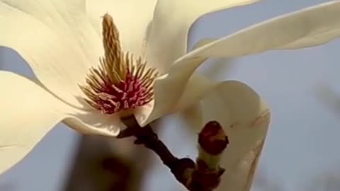 The white flowers are as pure as the human heart