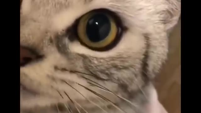 Funniest Cats 😹 - Don't try to hold back Laughter 😂 - Funny Cats Life ka