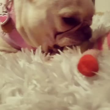 Cure Bulldog suckles to fall asleep