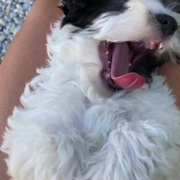 How does that tongue fit in that little mouth?