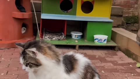 Latest version of the year|Funny cat and dog|Interesting pet dogs and cats