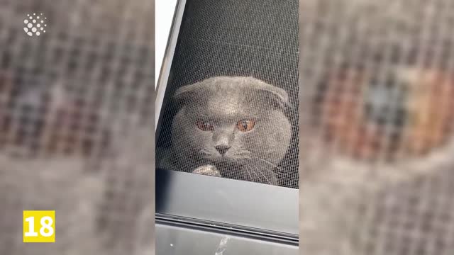 jealous pets compilation