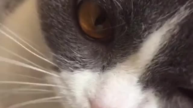 The kitten has a round head and a pair of pointed ears