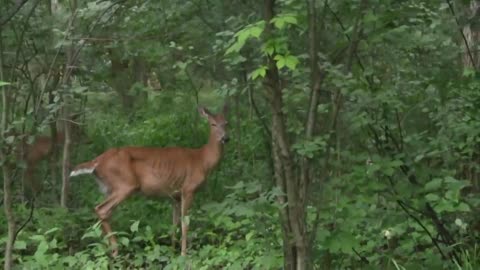 Deer in nature