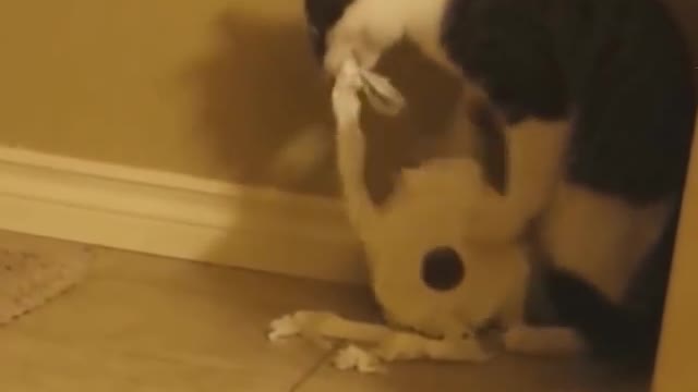 Cat and toilet paper