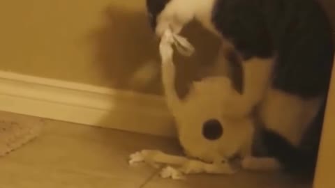 Cat and toilet paper