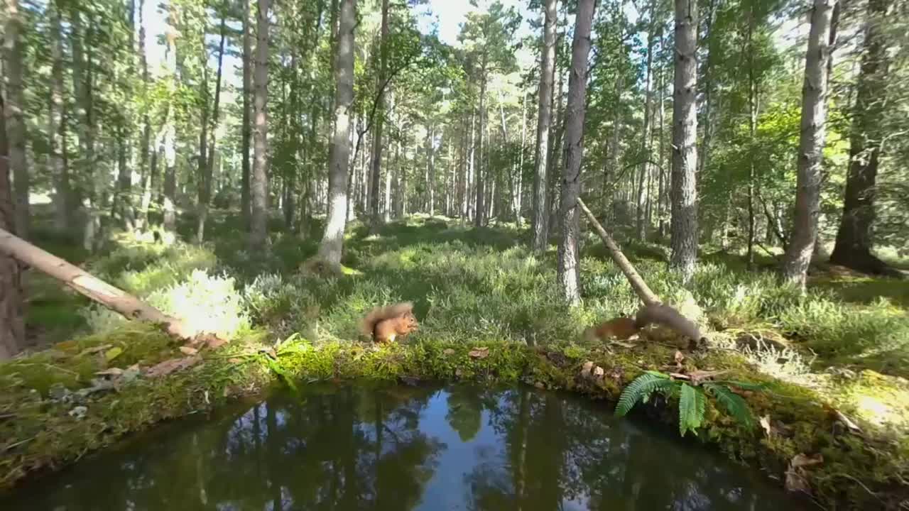 Meet The Adorable Red Squirrels of Scotland | VR 180 | BBC Earth