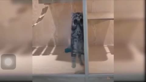 cute cat dance video