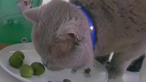 Cat Rubs Cheeks On Olives