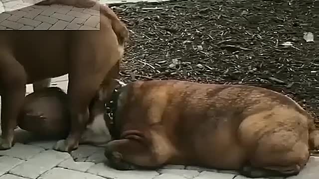 The little dog sits on the head of the big dog