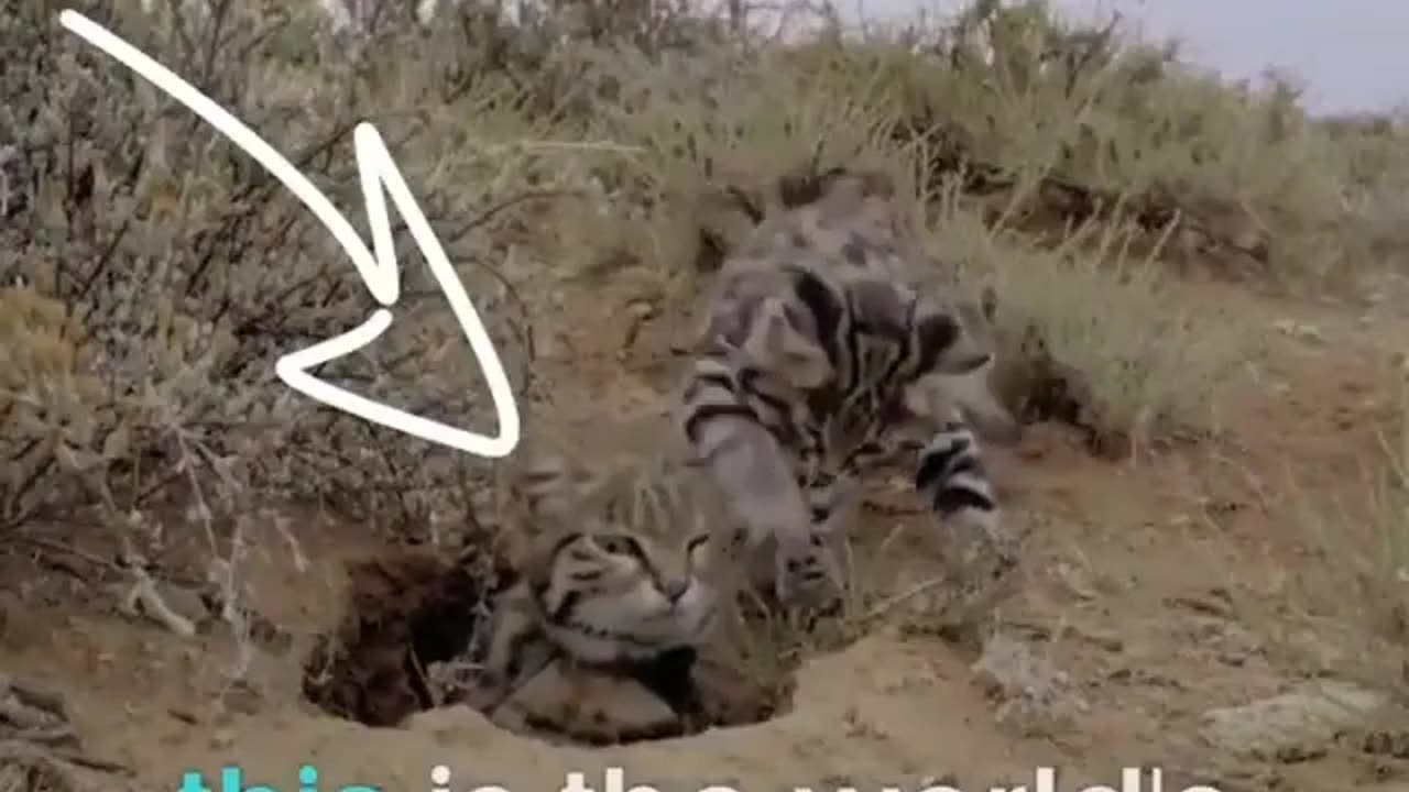 Meet The World Deadliest Cat #shorts #shortvideo #video #virals #videoviral