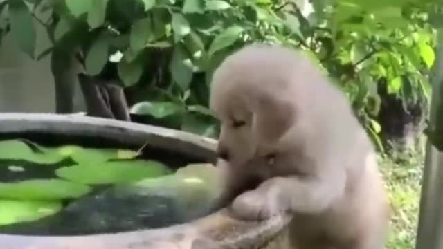 Cute baby animals Videos Compilation cutest moment of the animals