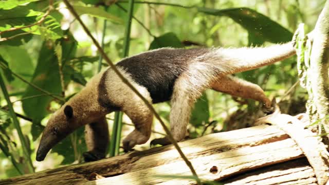 ANTEATER (Sounds Like Big Animals)