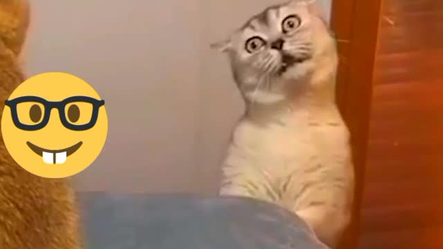 Cat don't want anybody enter her room.