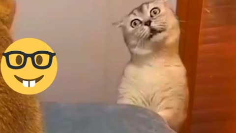 Cat don't want anybody enter her room.