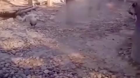 Bird Is Fearless