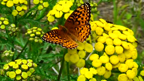 Butterfly