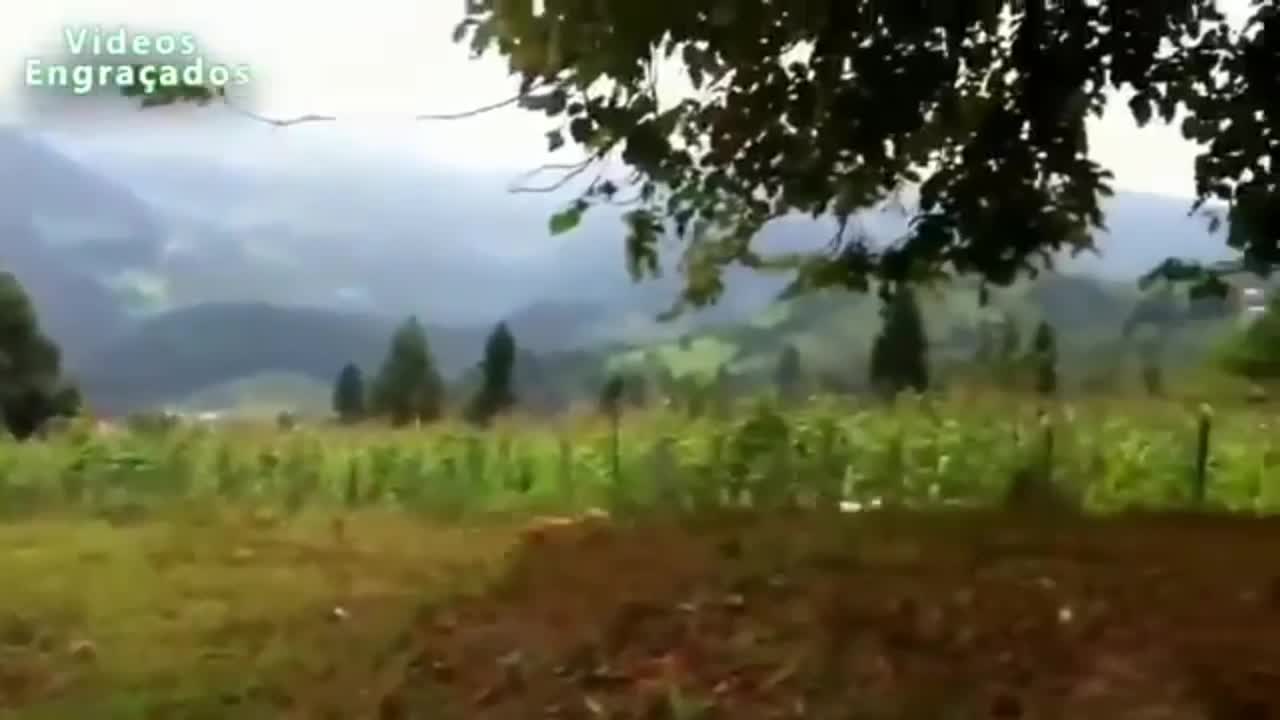 Animals running fun