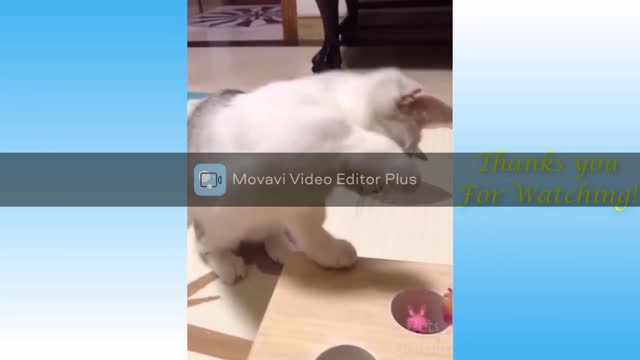 Amazing cat moves you can't ever imaging