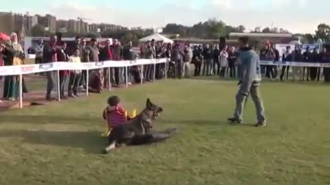 protectiing baby dog is not only a pet but also a good freind