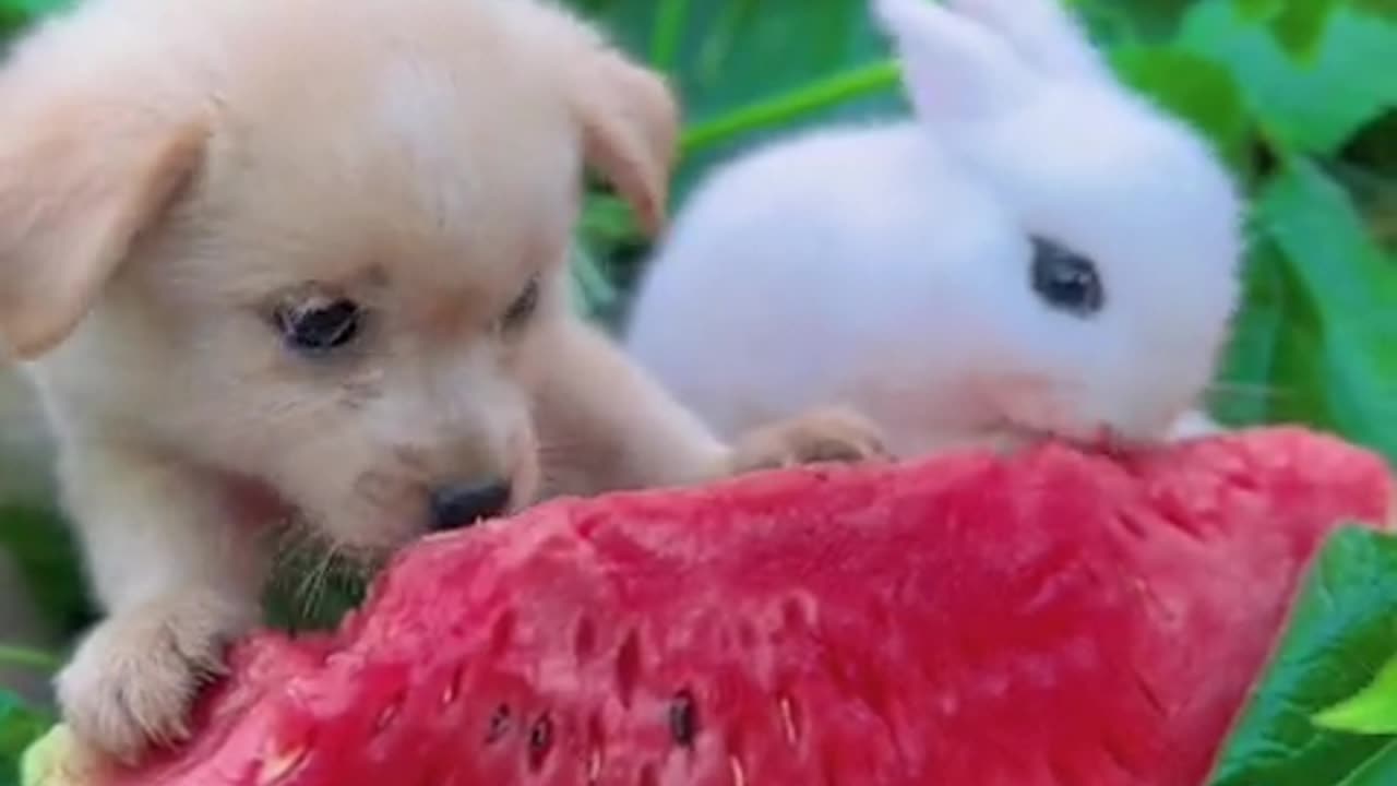 Two little cuties each eating without bothering the other.