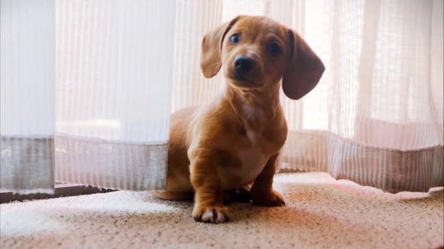 Pets will always cheer you up