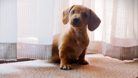 Pets will always cheer you up