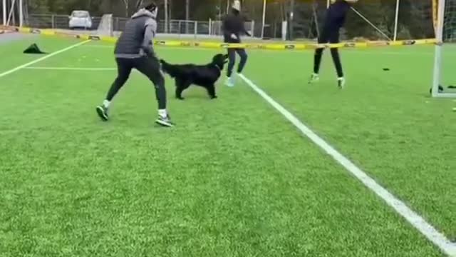 dog playing volleyball with family