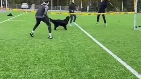 dog playing volleyball with family