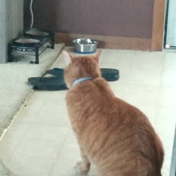 Cupcake the cat and her mouse