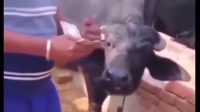 Деньги корова 🤑🤑🤑🤑