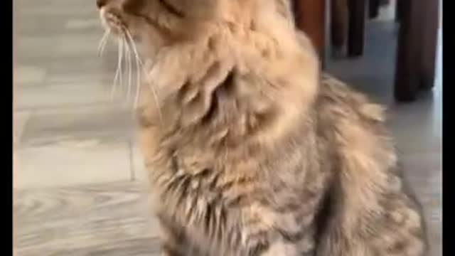 Friendly pets moments | Best of best funny pets videos #Short