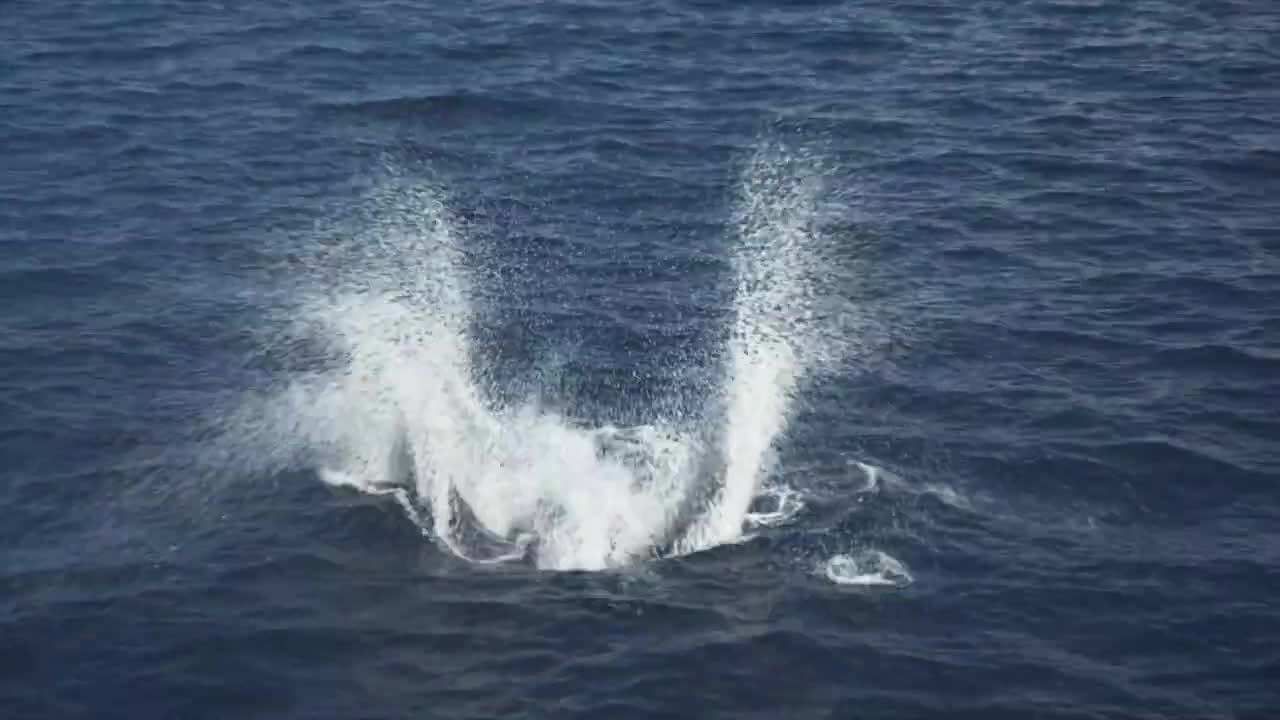 Shark attak phoenix