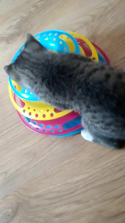 The cat has a new toy