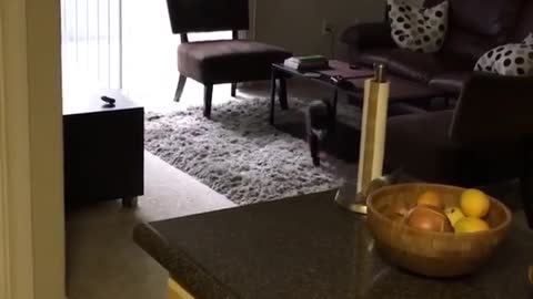 Black cat playing fetch