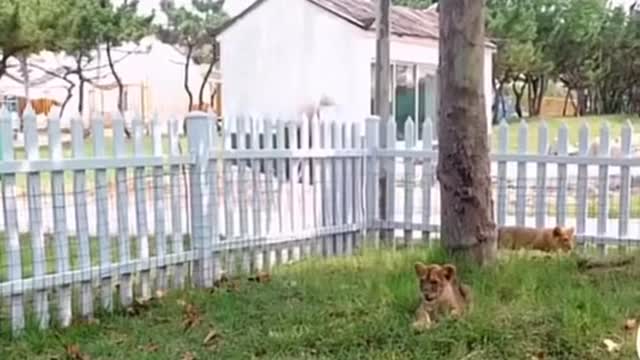 Cute rabbit fighting with tiger 😳😱💯🔥