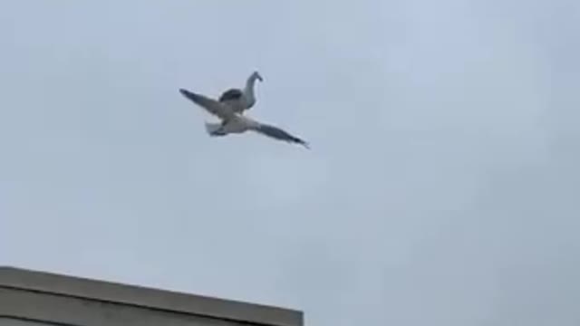 Lazy Bird Hitches A Lift Off His Friend