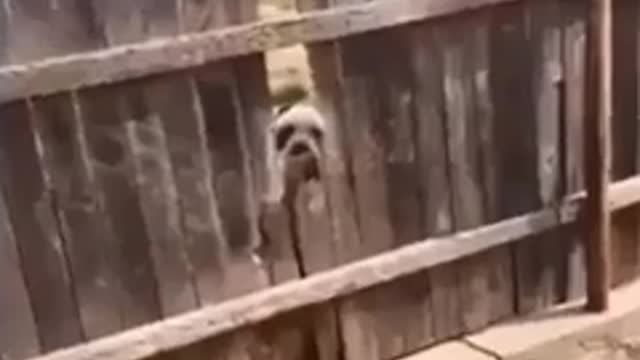 dog tears out fence with teeth