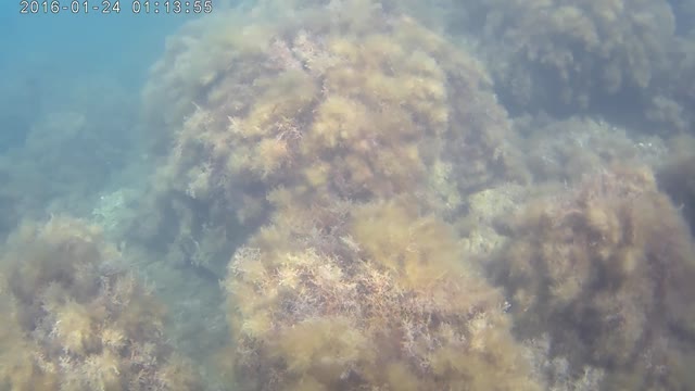 Crimea 2020. Diving. Big jellyfish near the city of Sudak.