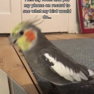 Partying without me : parrots #birds