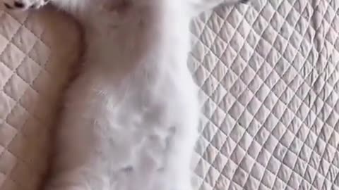 Cat in titanic position 🤣 #youtubeshorts #shorts