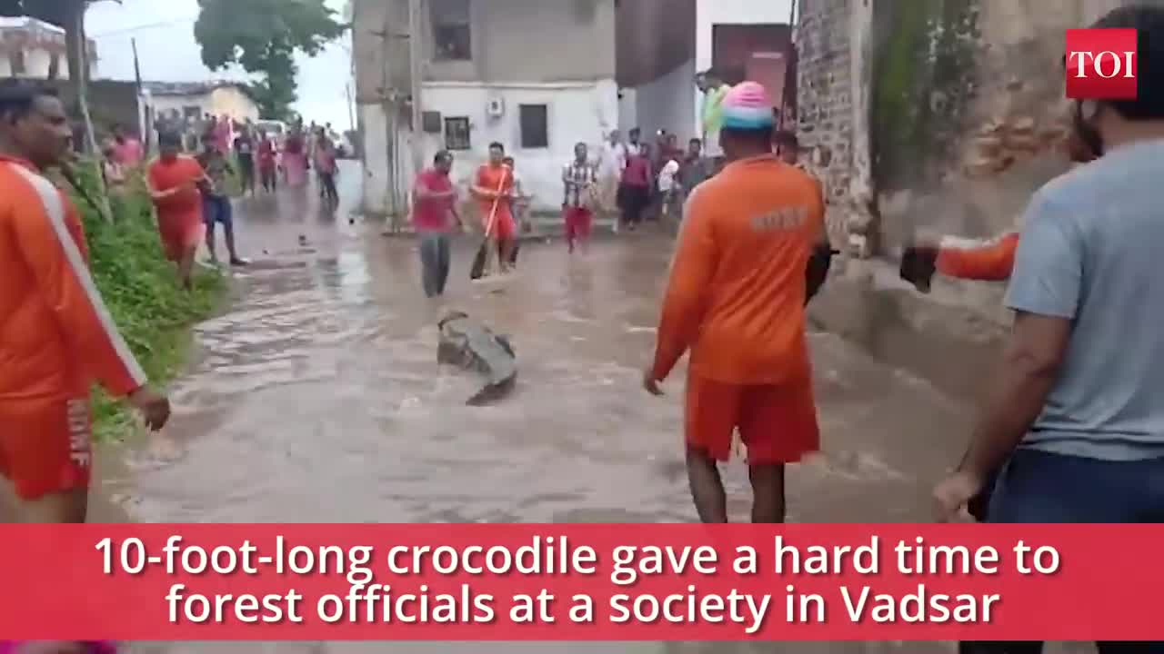 Crocodiles terror due to waterlogging