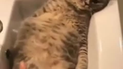 Funny animals video