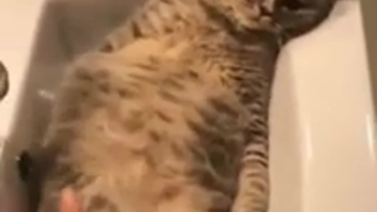 Funny animals video