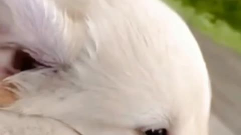 Cute 🥰 Puppy
