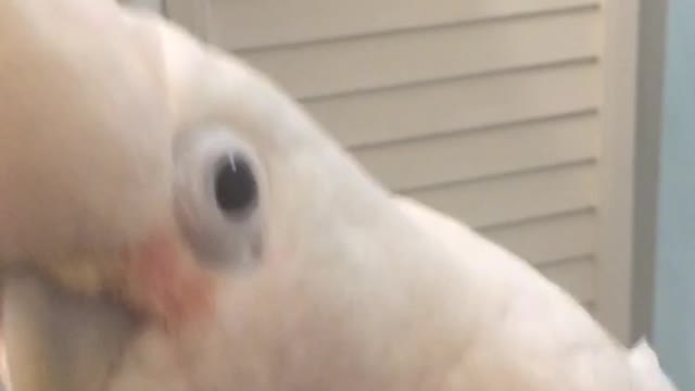 Cute cockatoo on the toilet