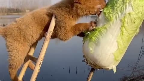 The pet dog eats cabbage on a ladder