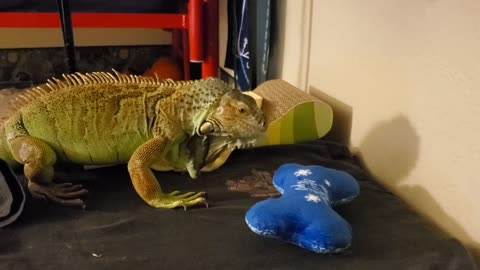 Gojira's New Dog Toy